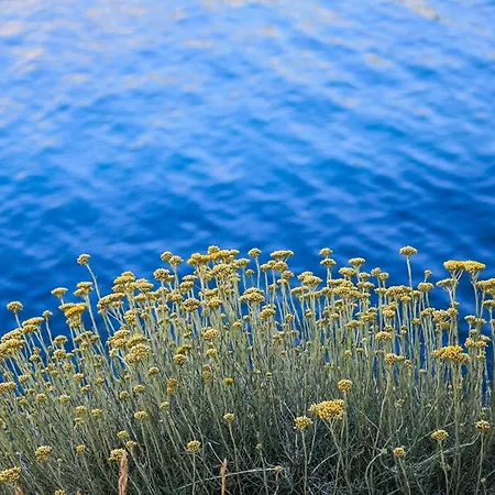 Dandy Povljana